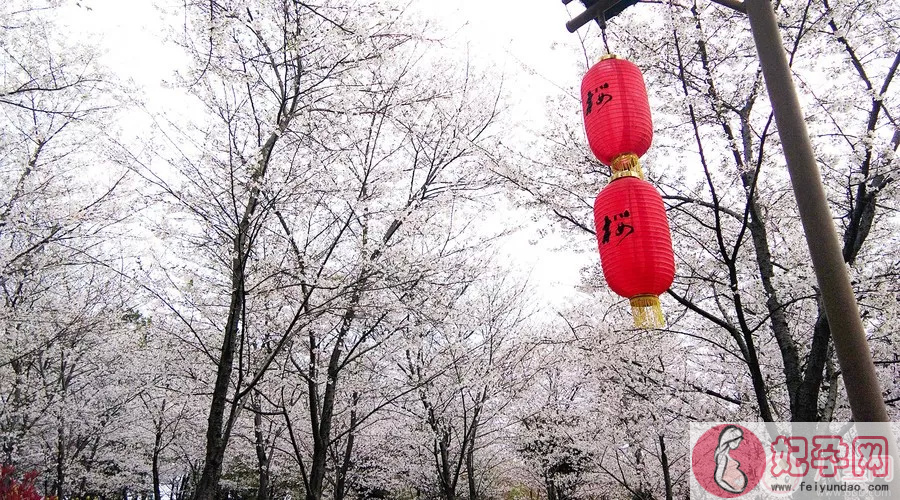 嘿大家好三姑六婆大家好什么歌 抖音三姑六婆大家好完整歌词背景音乐分享