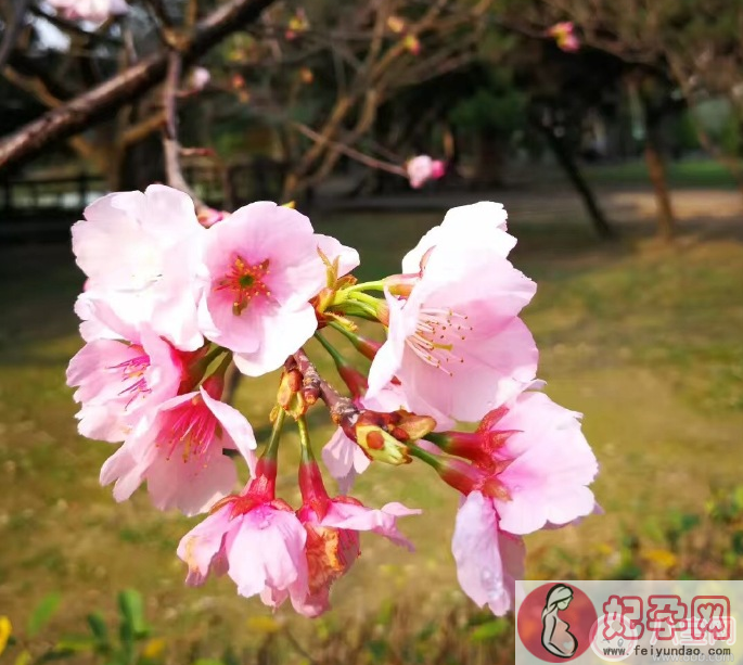 赏花的心情说说 2018春天去赏花的说说朋友圈