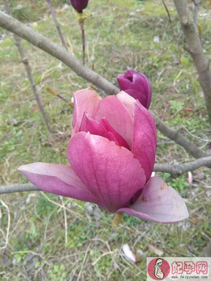 赏花的心情说说 2018春天去赏花的说说朋友圈