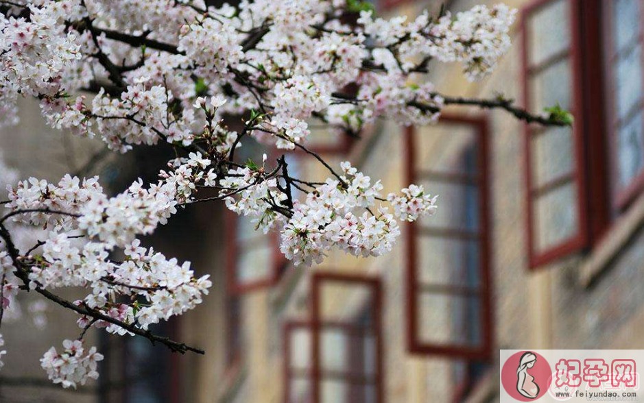 2018武汉大学樱花节什么时候开放 武大樱花节预约网站及流程