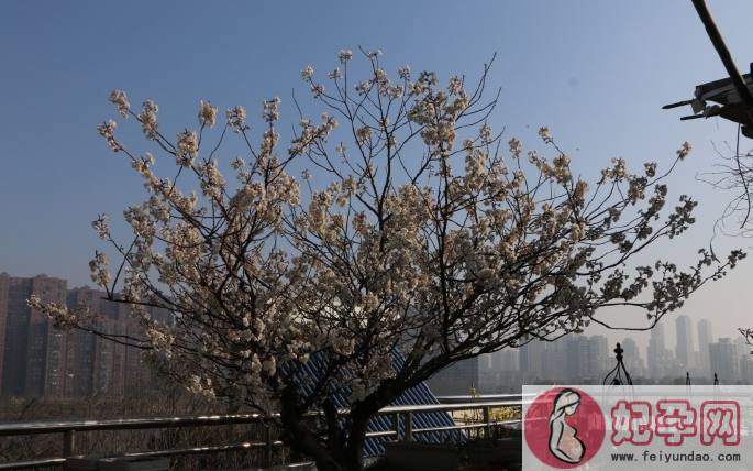 植树节手抄报图片大全 2018元狗年植树节图画