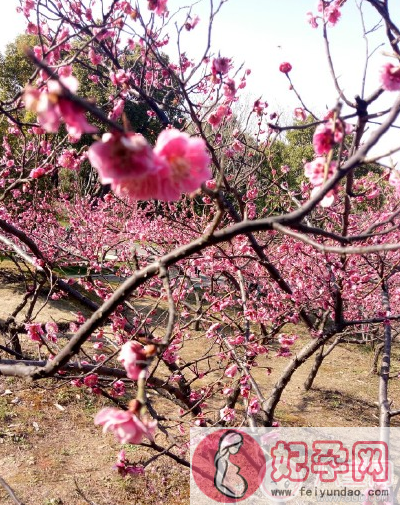 春天踏青怎么发朋友圈 春天出去踏青的说说晒图朋友圈