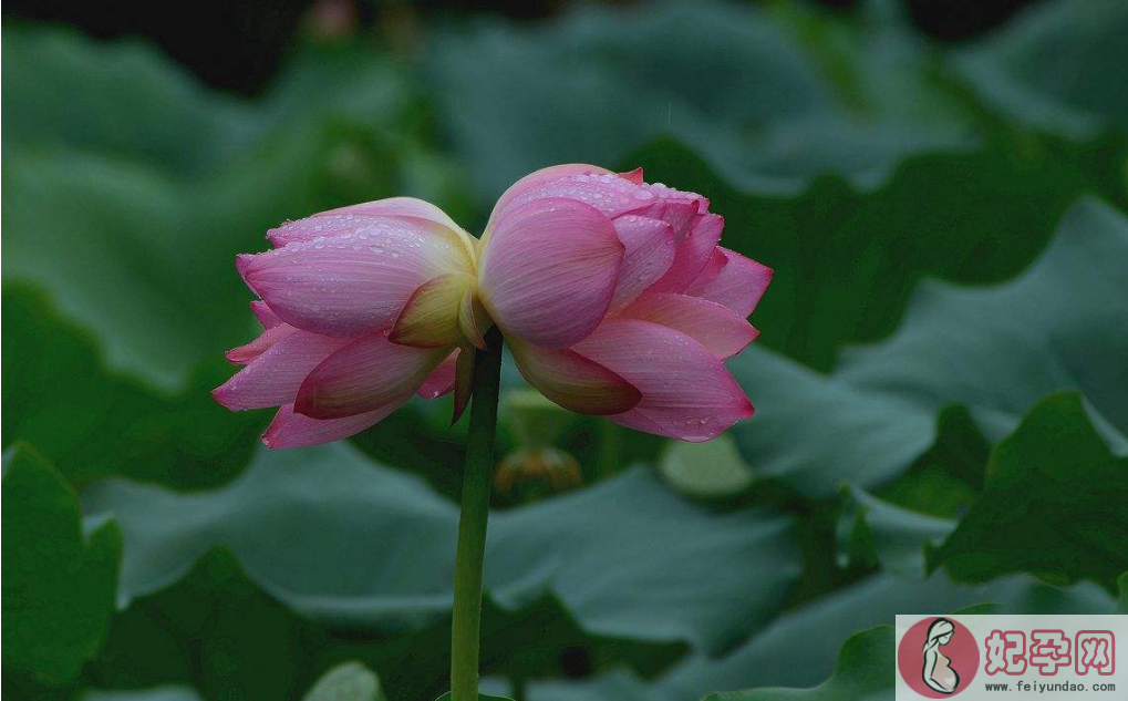 钟情下雨天的图片带字唯美心情说说 2018雨天唯美图片句子说说朋友圈