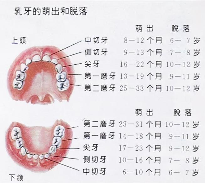 儿童换牙顺序时间表 快来给孩子收藏起来