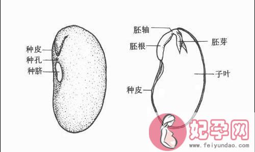 中考生物实验操作流程教程（放大招了中考生物）(4)