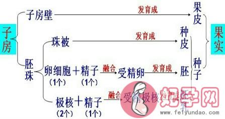 中考生物实验操作流程教程（放大招了中考生物）(5)