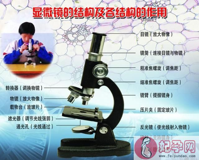 中考生物实验操作流程教程（放大招了中考生物）(3)