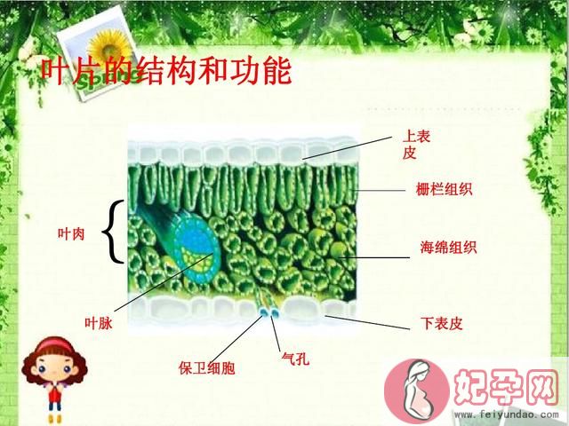 中考生物实验操作流程教程（放大招了中考生物）(2)