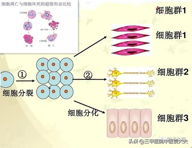 高血压心脏病糖尿病发病率（高血压肿瘤糖尿病等常见的慢性病基本上都是循环系统变差导致）(4)