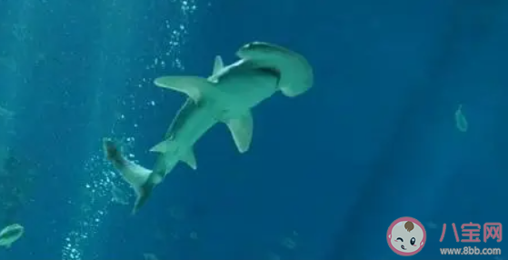 神奇海洋10月31日答案 鲨鱼都是吃肉不吃素的吗