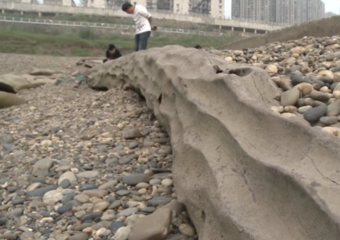 重庆嘉陵江现巨大阴沉木有盗割痕迹 阴沉木有什么作用和价值