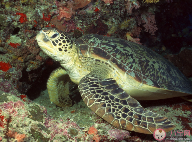 海龟宝宝出生在哪里 蚂蚁森林神奇海洋11月8日正确答案