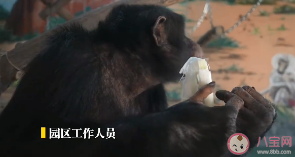 山东黑猩猩一天一棵大葱三四瓣蒜 黑猩猩都喜欢吃些什么