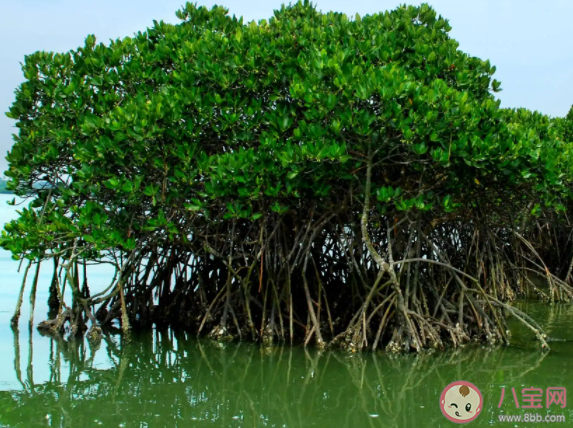 红树植物的呼吸根内部有通气组织通常是 神奇海洋11月15日答案