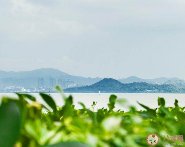 蚂蚁森林红树林被称为植物海水淡化器主要归功于它的什么 神奇海洋11月30日答案