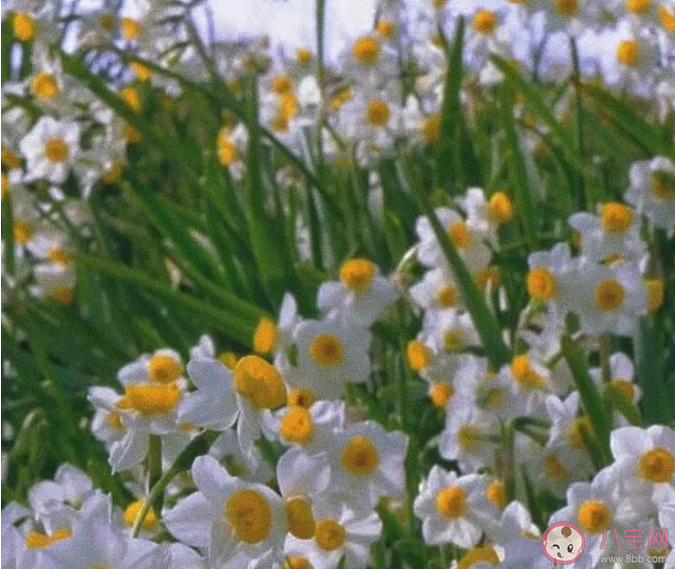 水仙腊梅哪种花有凌波仙子的美称 蚂蚁庄园12月2日答案