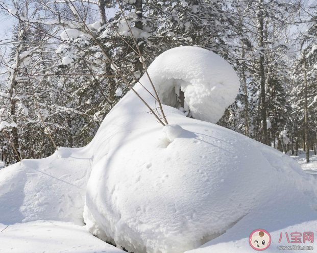 以下哪种雪会融化得更快 蚂蚁庄园12月6日答案解析