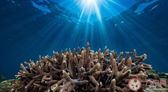 谁是珊瑚虫共生的小伙伴 蚂蚁森林神奇海洋12月13日答案