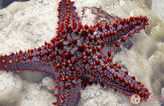 蚂蚁森林海星都是五角星吗 神奇海洋12月14日答案
