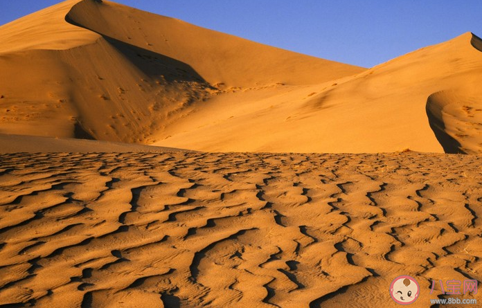 沙漠里的沙子能直接用来建造房屋吗 蚂蚁庄园12月15日答案
