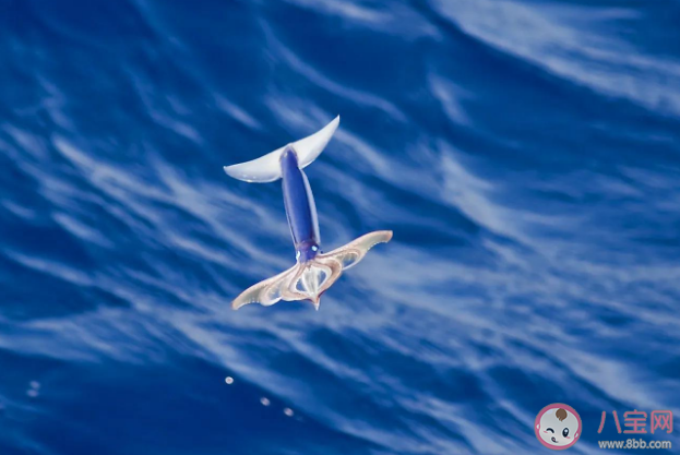 太平洋褶鱿鱼会飞它的飞行姿态是怎样的 蚂蚁森林神奇海洋12月16日答案