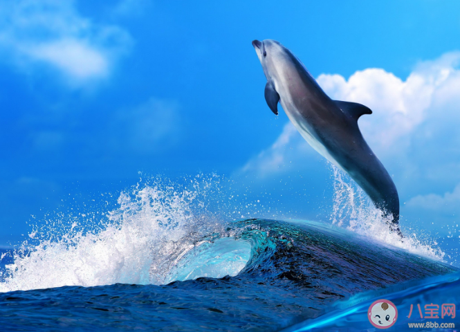 海豚通常从哪里获得身体所需的水 蚂蚁森林神奇海洋12月17日答案