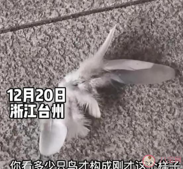 浙江台州天上飘落大量羽毛是什么情况 鸟儿为什么会掉羽毛