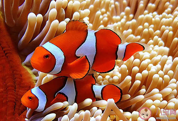 小丑鱼喜欢与以下哪种海洋生物一起生活 神奇海洋12月23日答案