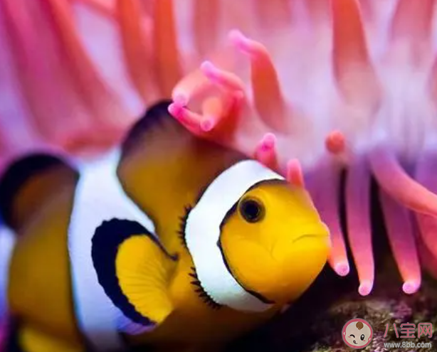 小丑鱼喜欢与以下哪种海洋生物一起生活 神奇海洋12月23日答案