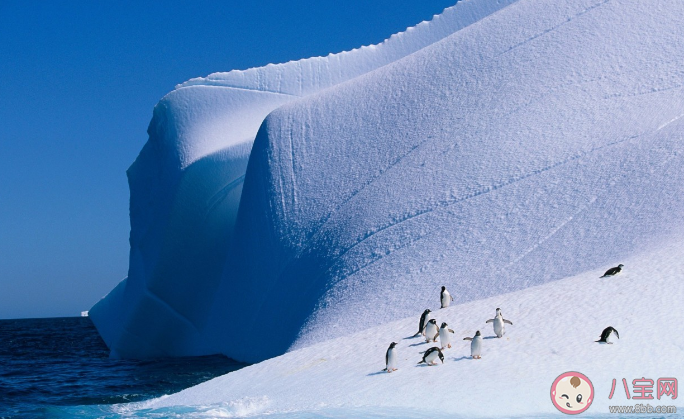 当你站在南极点其他方向对你来说都是 蚂蚁庄园12月28答案