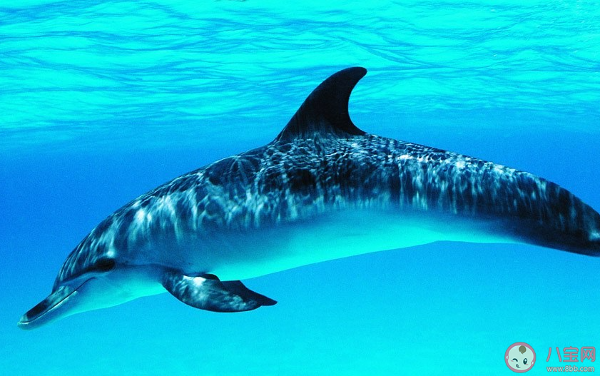 鼠海豚是海豚吗 神奇海洋12月27日答案