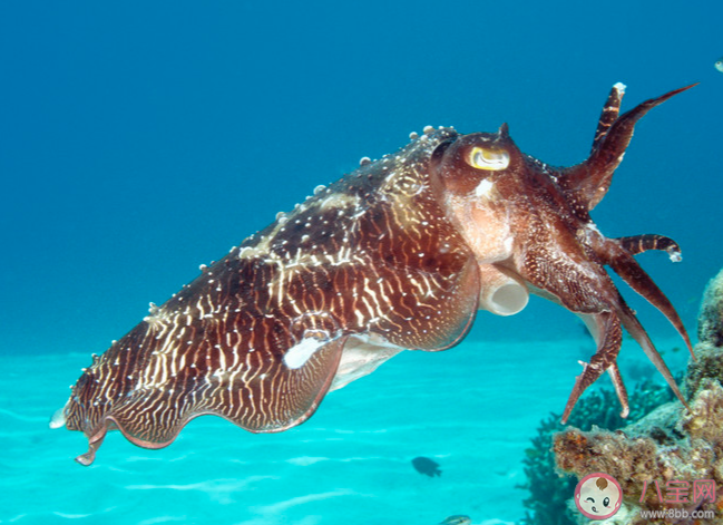 神奇海洋以下哪种海洋动物更擅长游泳 12月29日答案