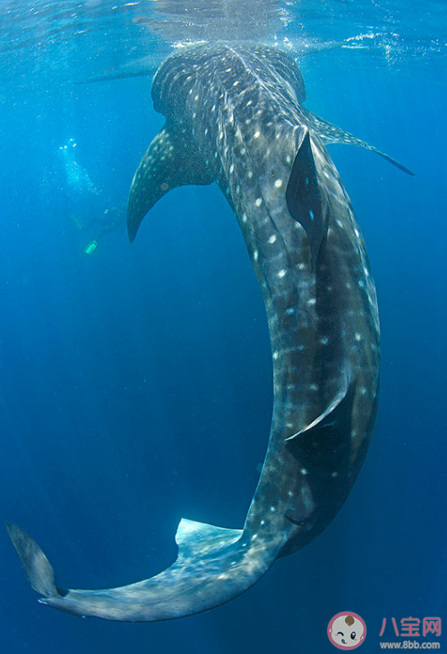 神奇海洋以下哪种海洋动物更擅长游泳 12月29日答案