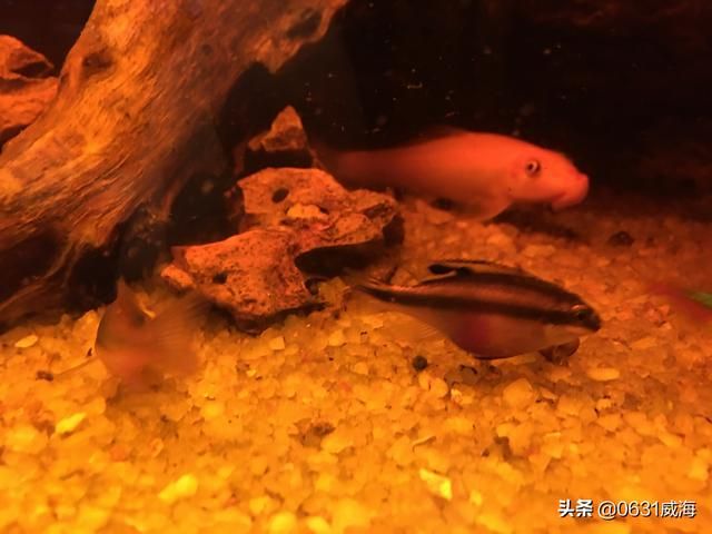 水草缸可以养什么大型鱼（工具鱼是水草缸里不可缺少的一种鱼）(6)