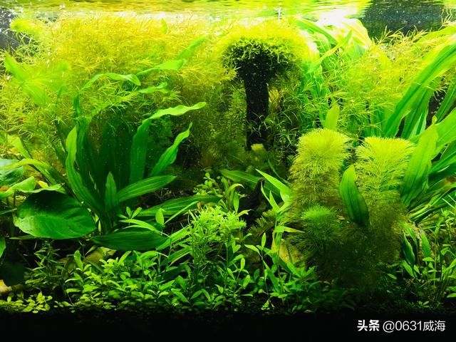 水草缸可以养什么大型鱼（工具鱼是水草缸里不可缺少的一种鱼）(1)
