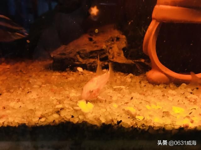 水草缸可以养什么大型鱼（工具鱼是水草缸里不可缺少的一种鱼）(5)