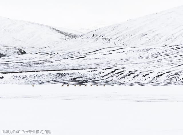 华为p40拍摄全景（可可西里罕见大片曝光）(10)
