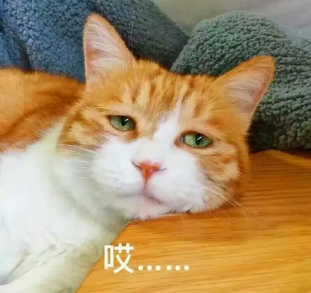 旧手机去哪里炼黄金（废手机炼出黄金）(20)