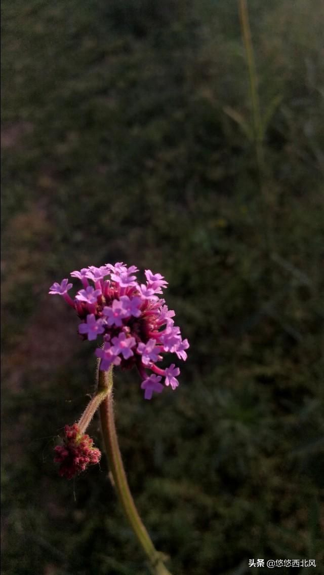 江西马鞭草种子（手机影像马鞭草）(16)