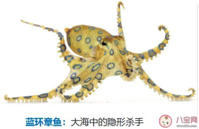 蓝环章鱼毒性是眼镜蛇的50倍是真的吗 蓝环章鱼有什么特征