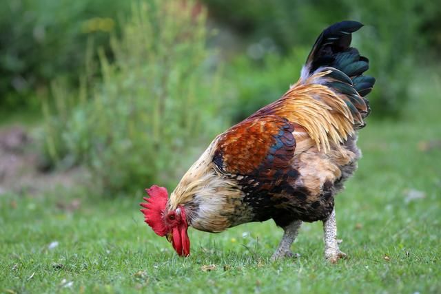 养鸡对肉鸡有什么好处（鸡被皮系统及运动系统的构成及作用）(2)