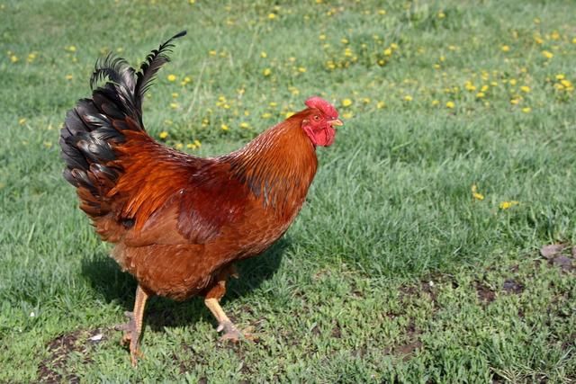 养鸡对肉鸡有什么好处（鸡被皮系统及运动系统的构成及作用）(1)