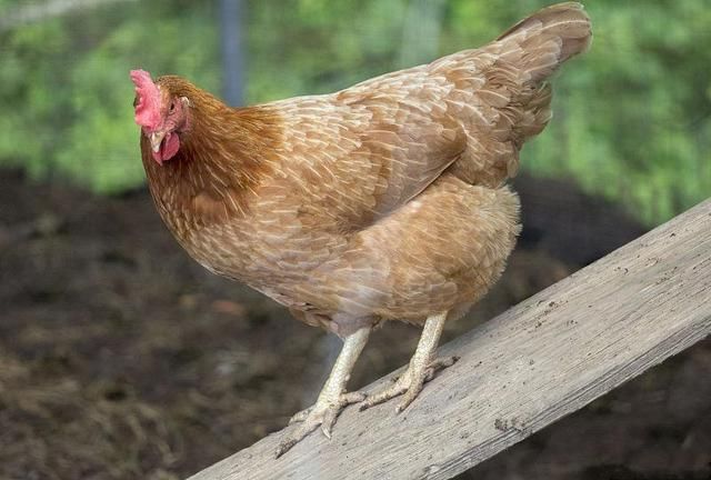养鸡对肉鸡有什么好处（鸡被皮系统及运动系统的构成及作用）(3)