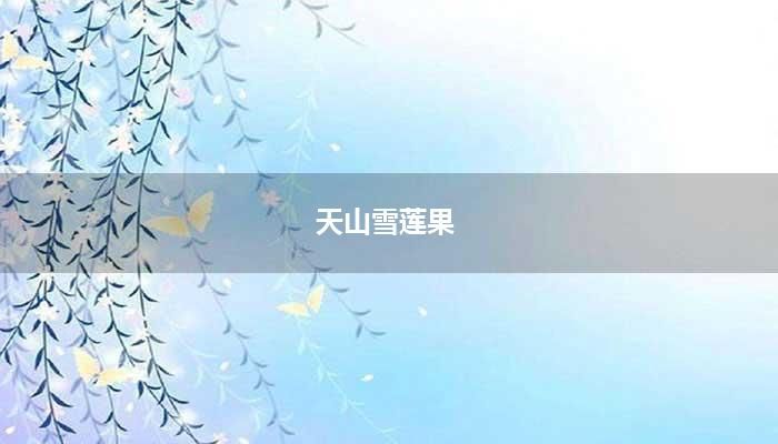 天山雪莲果