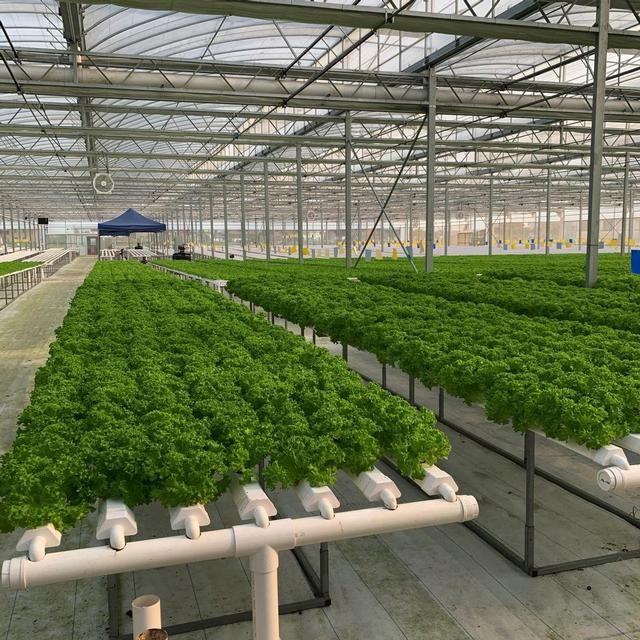 nft水培方式的特点（NFT水培系统的介绍）(2)