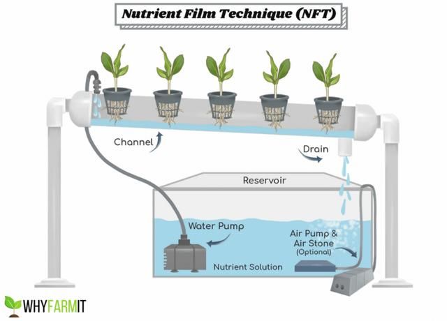 nft水培方式的特点（NFT水培系统的介绍）