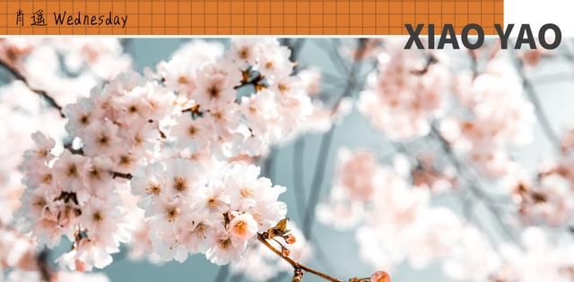 花艺基础知识讲解入门（花艺师必备实用花艺工具指南）
