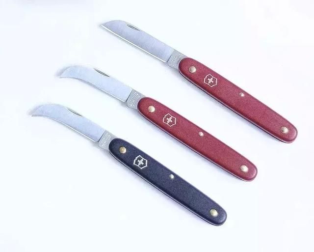 花艺基础知识讲解入门（花艺师必备实用花艺工具指南）(8)