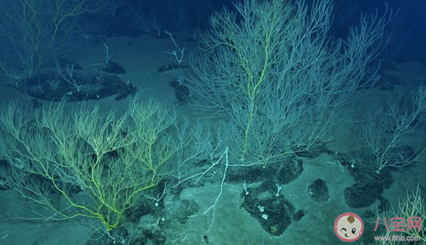 以下哪种海洋生态被称为海底的沙漠绿洲 神奇海洋2月4日答案