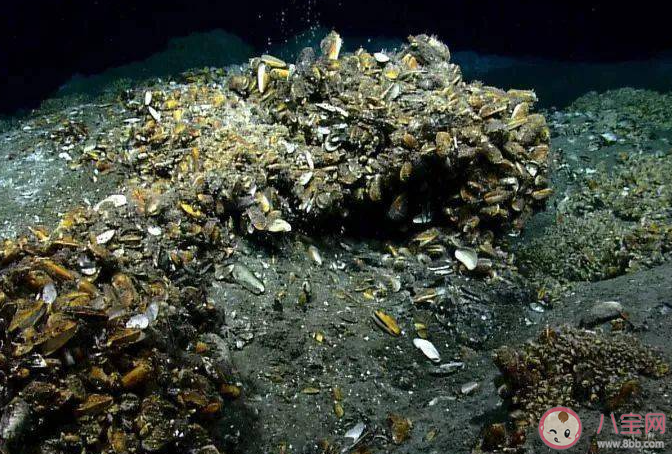 以下哪种海洋生态被称为海底的沙漠绿洲 神奇海洋2月4日答案